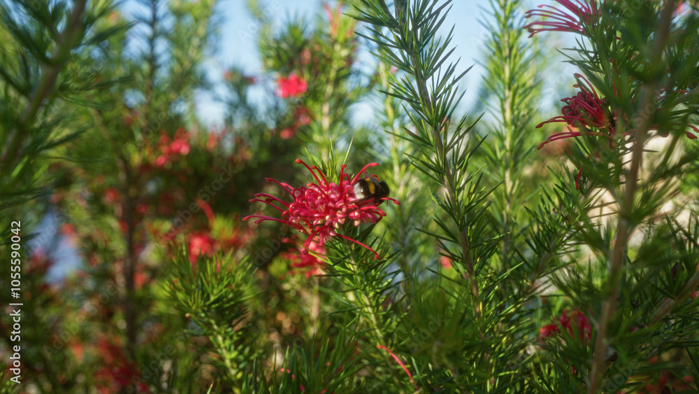A vibrant close-up of a grevillea juniperina plant in bloom, with a bee gathering nectar, photographed outdoors in puglia, italy, showcasing lush green foliage and bright red flowers. A vibrant close-up of a grevillea juniperina plant in bloom, with a bee gathering nectar, photographed outdoors in puglia, italy, showcasing lush green foliage and bright red flowers.
