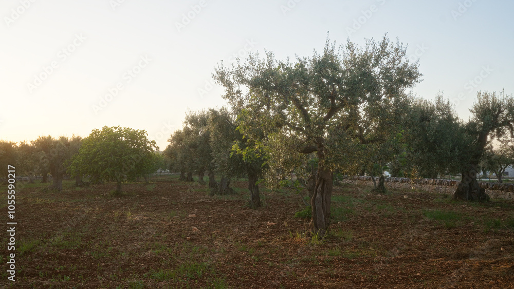 A tranquil olive grove in puglia, italy, featuring old, twisted olive trees olea europaea at sunset, set in a rural, mediterranean landscape with earthy tones and scattered sunrays. A tranquil olive grove in puglia, italy, featuring old, twisted olive trees olea europaea at sunset, set in a rural, mediterranean landscape with earthy tones and scattered sunrays.