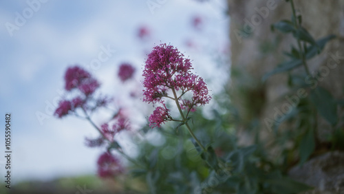 Valeriana flowers bloom in the outdoors of puglia, italy, showcasing delicate purple clusters against a soft focus background. photo