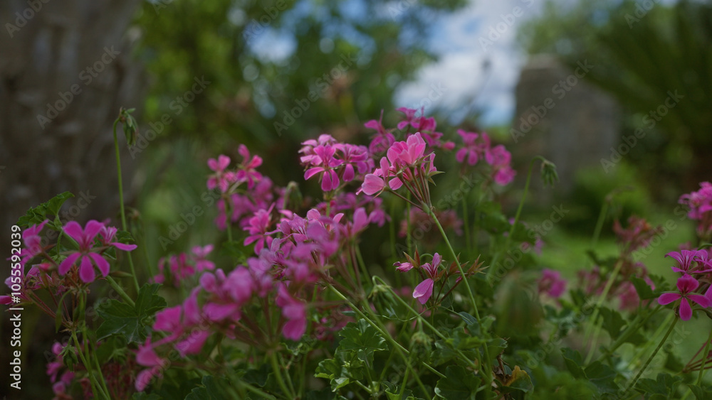 Obraz premium Beautiful pink geranium flowers, scientifically known as pelargonium hortorum, blooming outdoors in a vibrant garden setting in puglia, italy.