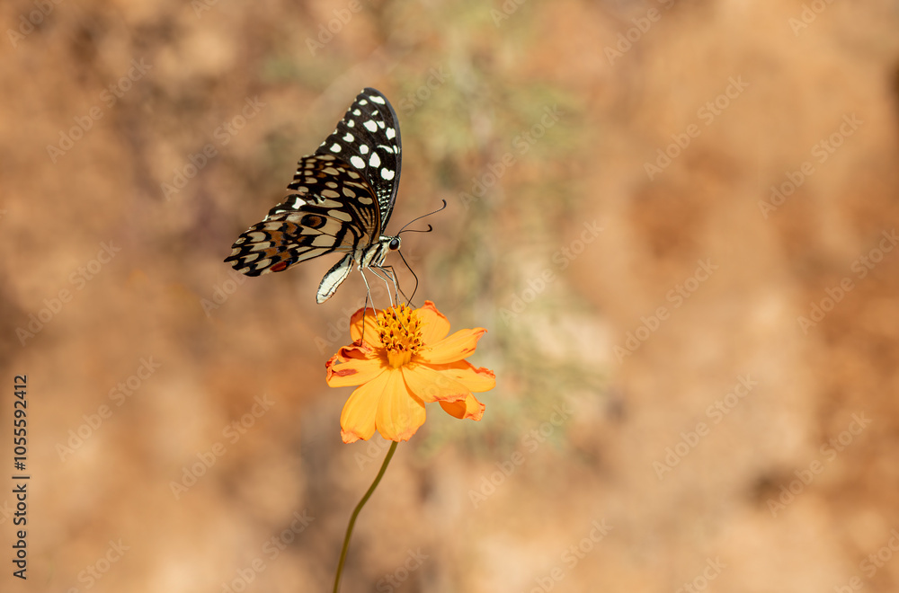 Nusaybin Beauty butterfly (Princeps demoleus) feeding on a flower