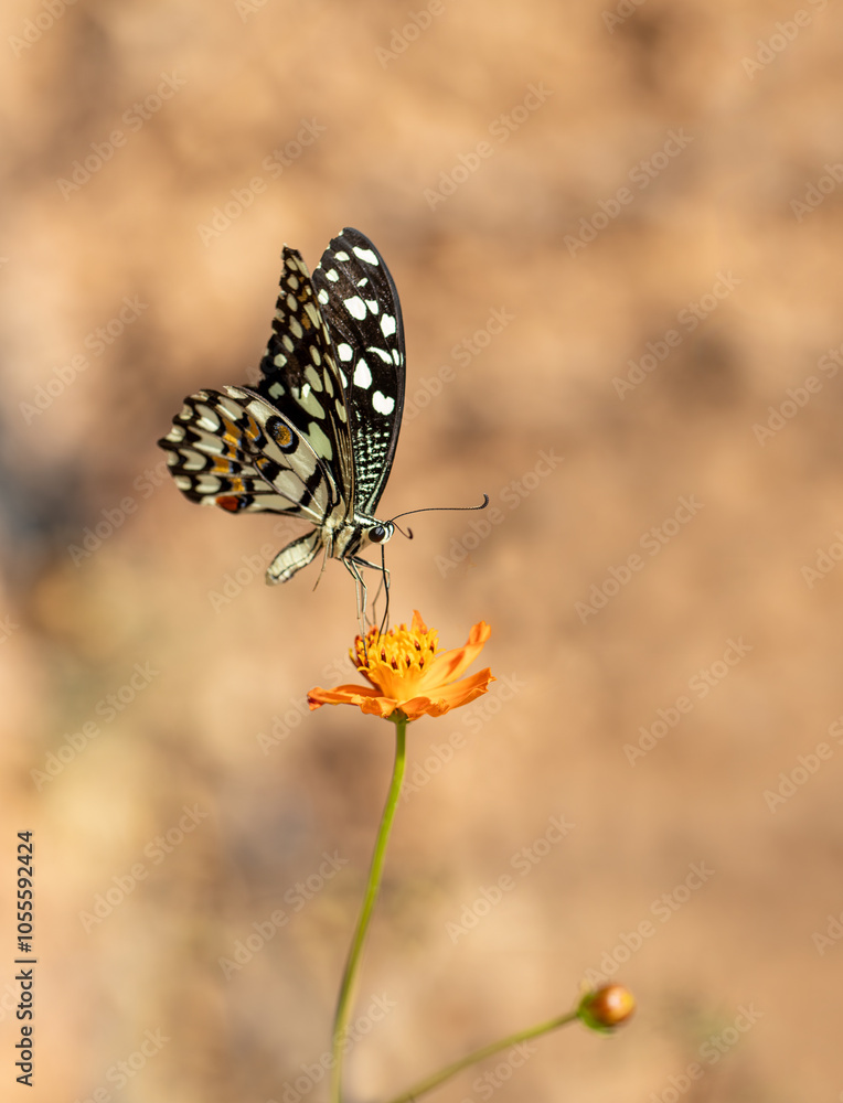 Nusaybin Beauty butterfly (Princeps demoleus) feeding on a flower