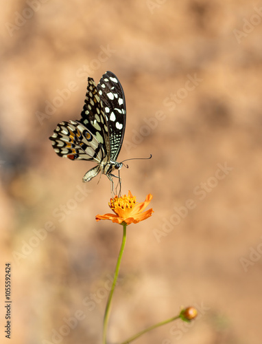 Obraz na płótnie Nusaybin Beauty butterfly (Princeps demoleus) feeding on a flower w salonie