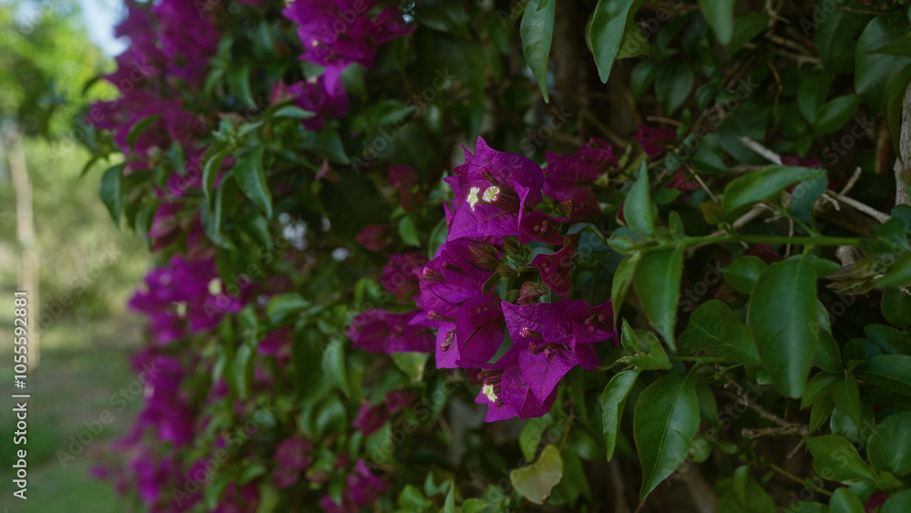 Vibrant magenta bougainvillea flowers in full bloom in an outdoor garden setting in puglia, italy, showcasing lush green leaves against a natural landscape backdrop. Vibrant magenta bougainvillea flowers in full bloom in an outdoor garden setting in puglia, italy, showcasing lush green leaves against a natural landscape backdrop.