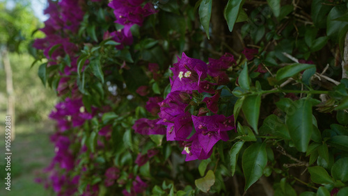 Vibrant magenta bougainvillea flowers in full bloom in an outdoor garden setting in puglia, italy, showcasing lush green leaves against a natural landscape backdrop.