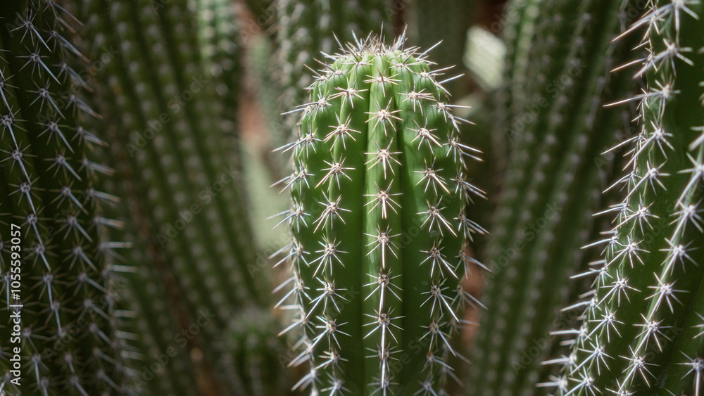 Green cactus in daylight at a cactus garden in lanzarote, canary islands, with visible sharp spines and green ribbed surface Green cactus in daylight at a cactus garden in lanzarote, canary islands, with visible sharp spines and green ribbed surface
