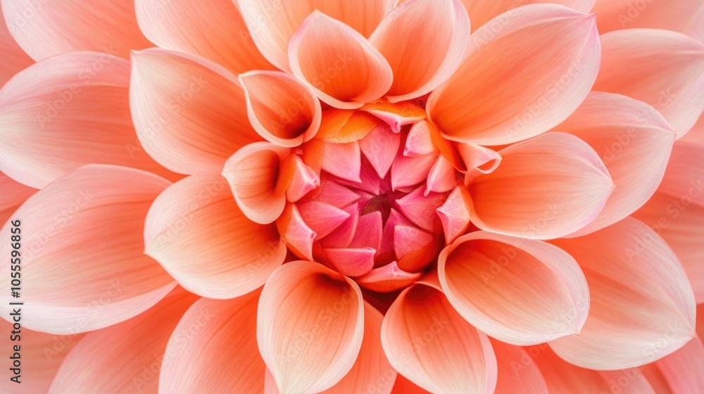 Fototapeta premium Pink Flower Close Up