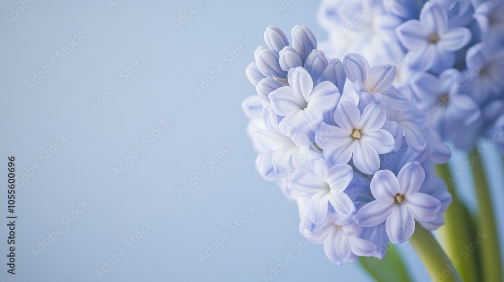 Minimalistic spring banner featuring a close up of a hyacinth bouquet Emphasizes selective focus and neutral color tones Minimalistic spring banner featuring a close up of a hyacinth bouquet Emphasizes selective focus and neutral color tones