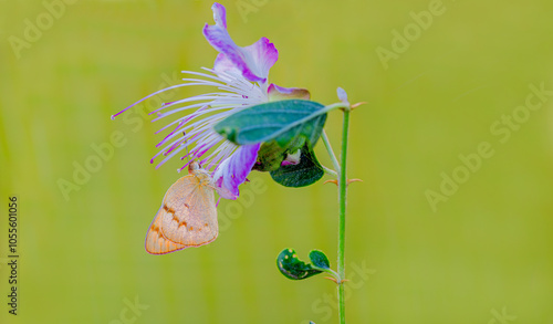 Obraz na płótnie Mesopotamian Colotis butterfly (Colotis fausta) w salonie