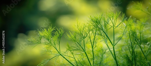 Foeniculum Vulgate Mill Fennel Plant Family Apiaceae It Is An Evergreen Perennial Herb It Is Usually Cultivated For Its Edible Leaves Seeds And Bulb Aromatic Spice Medicinal Value Digestive photo