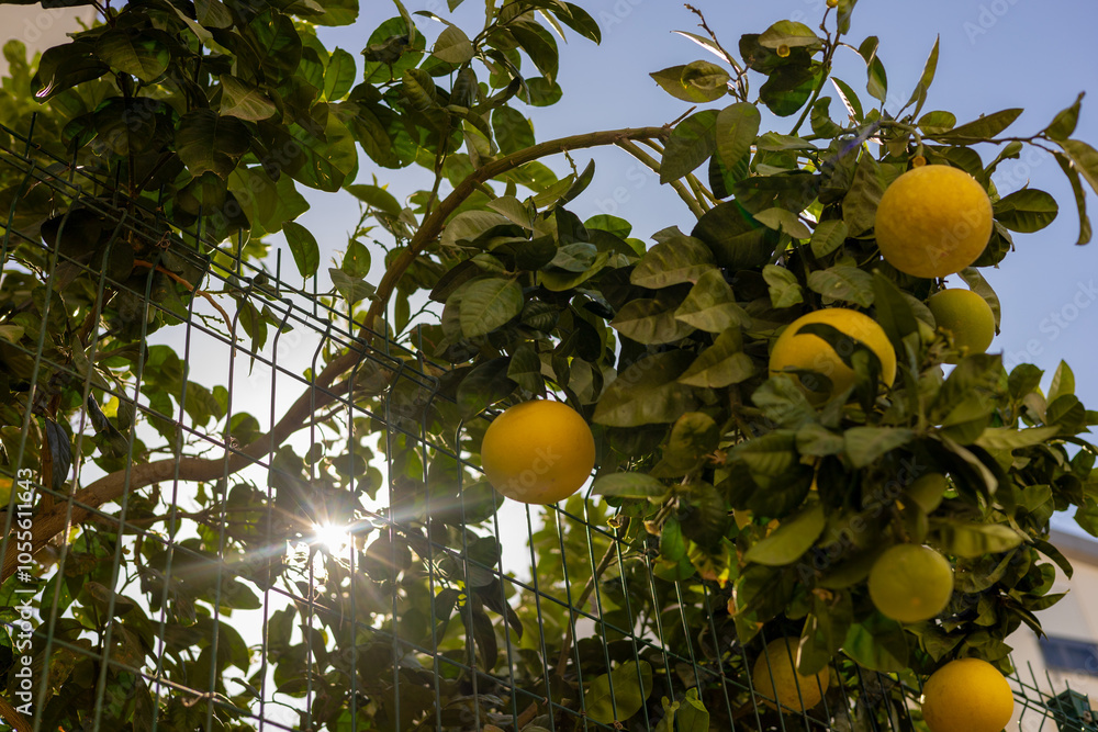 Lemon tree branches laden with ripe fruit against a clear blue sky in a sunny garden setting Lemon tree branches laden with ripe fruit against a clear blue sky in a sunny garden setting