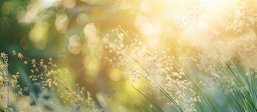 Summer garden with a close up of airy hairgrass blooms Deschampsia cespitosa A floral background with copy space image photo