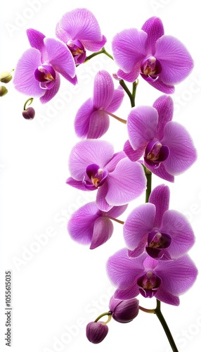 Isolated Branch Of Beautiful Purple Orchid Flowers On White Background. Greeting Card Design.