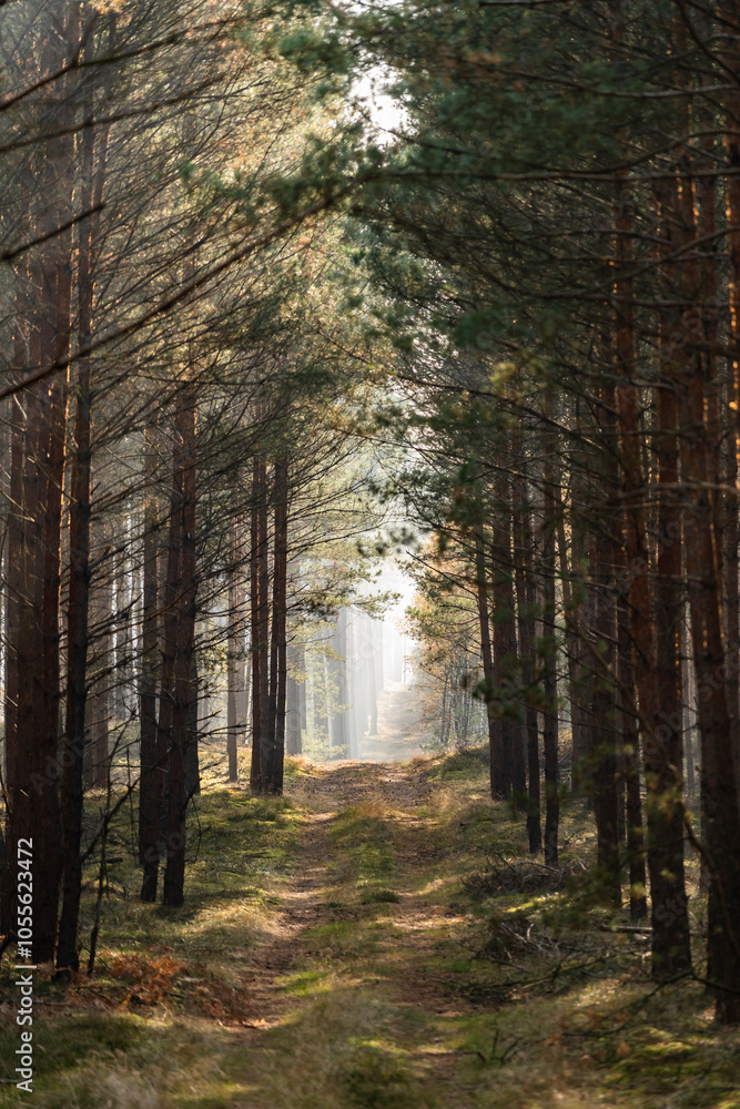 Fototapeta premium Beautiful autumn forest landscape. Sun and fog in the forest in autumn.