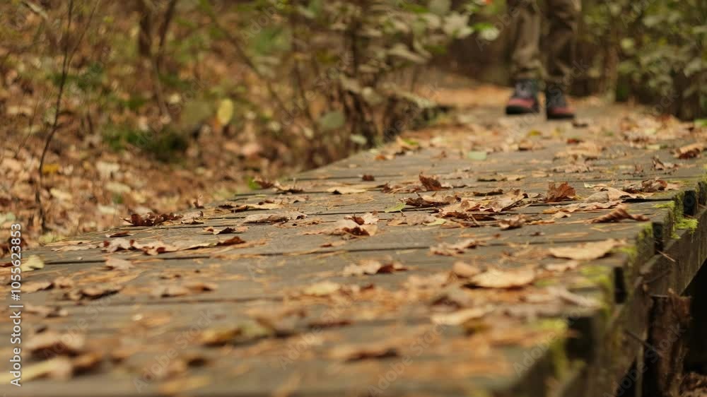 Stepping Through Fallen Leaves. Forest walking Stepping Through Fallen Leaves. Forest walking