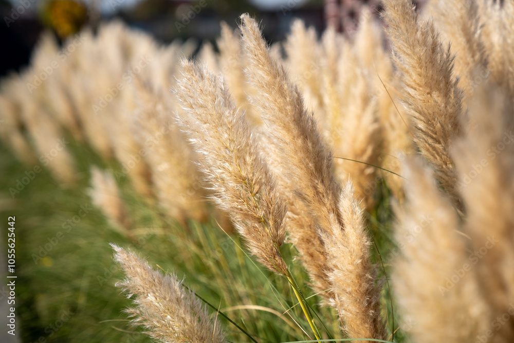 Fototapeta premium Beautiful ornamental grass growing in the garden in autumn.