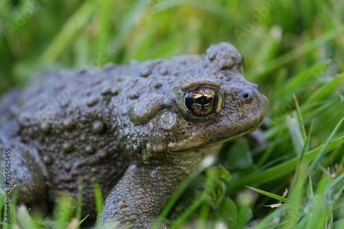 Closeup on an adult Western toad, Anaxyrus or Bufo boreas sitting on the grass photo