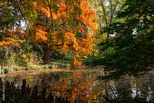 A photo of a pond with trees and water in the background photo