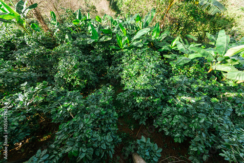 Coffee tree with fresh arabica coffee bean in coffee plantation on the mountain