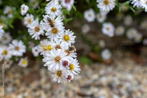 A photo of a bee on a flower photo