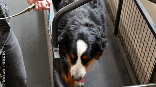 A big dog is running on a treadmill. Dog training at the fitness club. Weight loss in dogs. Healthy joints of dogs.