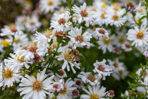 A photo of a bunch of white flowers with yellow centers photo