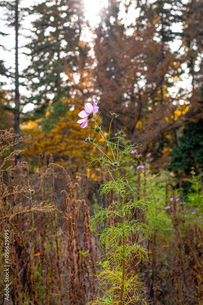Fototapeta premium A photo of a single flower in the middle of a field