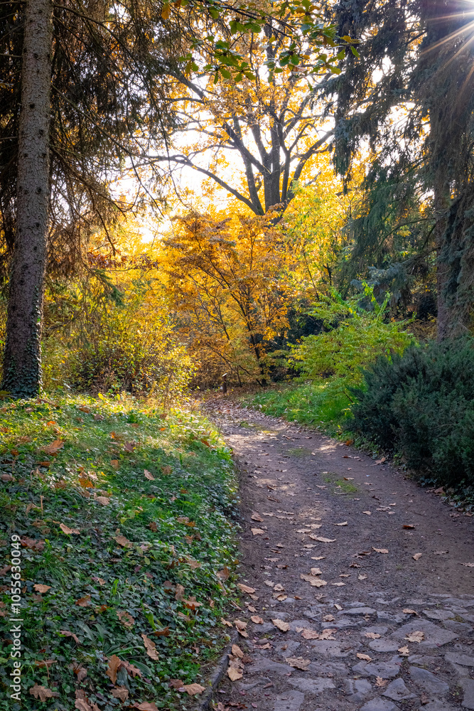 A photo of a path through a forest with leaves and trees A photo of a path through a forest with leaves and trees
