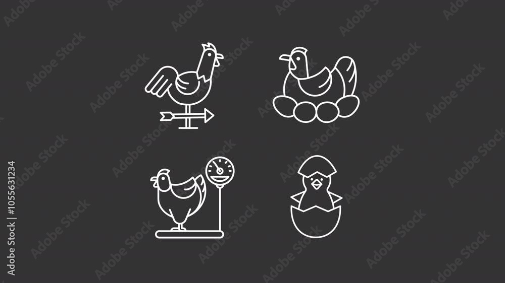 Bird decoration animation library. Chickens animated white line icons. Chick hatching, weathercock. Weighing scale. Isolated illustrations on dark background. Transition alpha. HD video. Icon pack Bird decoration animation library. Chickens animated white line icons. Chick hatching, weathercock. Weighing scale. Isolated illustrations on dark background. Transition alpha. HD video. Icon pack