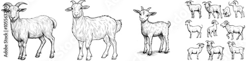 Detailed illustration of a goat, a farm animal. Hand drawn sketch style illustration.