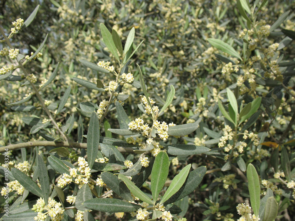 Obraz premium Olive Trees Flowering