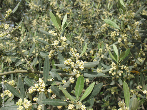 Olive Trees Flowering