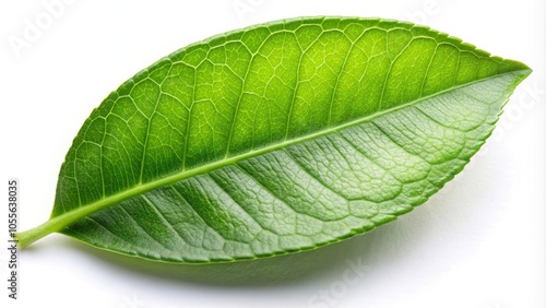 Fresh green lime leaves on white background with clipping path
