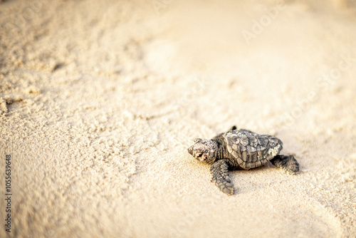 Baby Sea Turtle Crawling on Sand