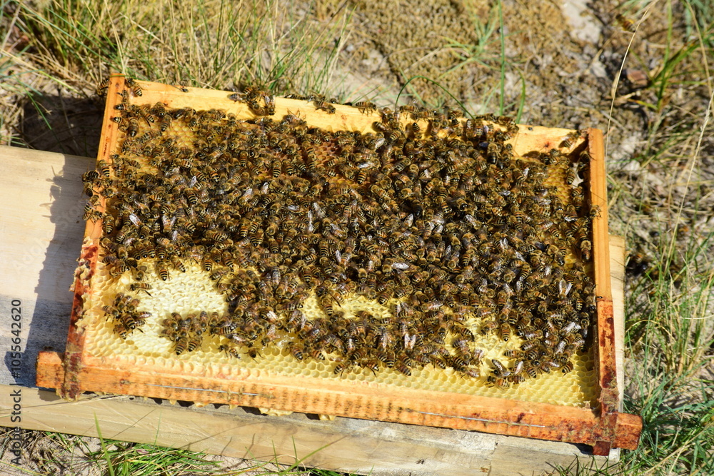 honey comb and a bee working during summer. Close up of working bee, Bee honey concept honey comb and a bee working during summer. Close up of working bee, Bee honey concept
