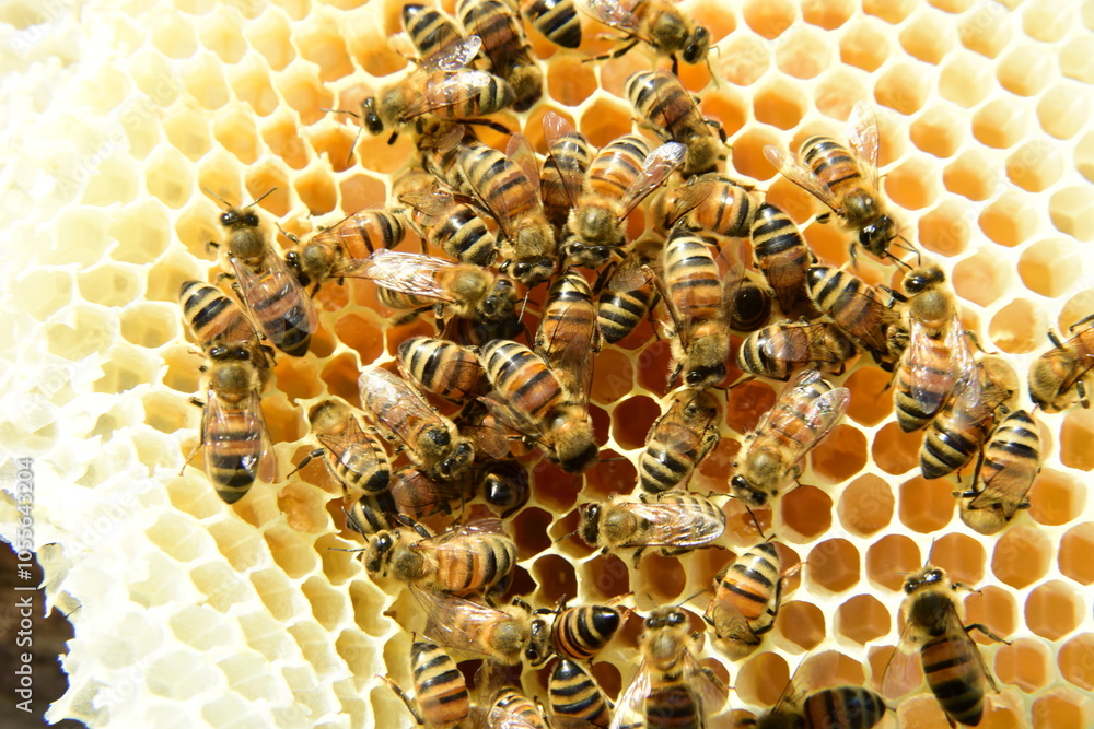 honey comb and a bee working during summer. Close up of working bee, Bee honey concept honey comb and a bee working during summer. Close up of working bee, Bee honey concept