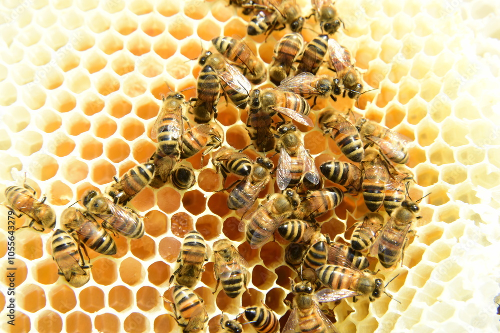 honey comb and a bee working during summer. Close up of working bee, Bee honey concept honey comb and a bee working during summer. Close up of working bee, Bee honey concept
