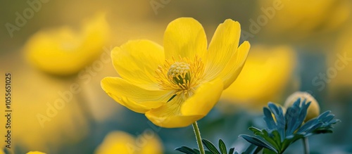 Yellow Pheasant S Eye Or Adonis Vernalis Flower In Nature At Spring