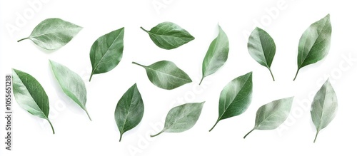 Light Green Leaves Isolated On White Background