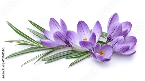 Fresh violet crocus flowers and green leaves isolated on a white background