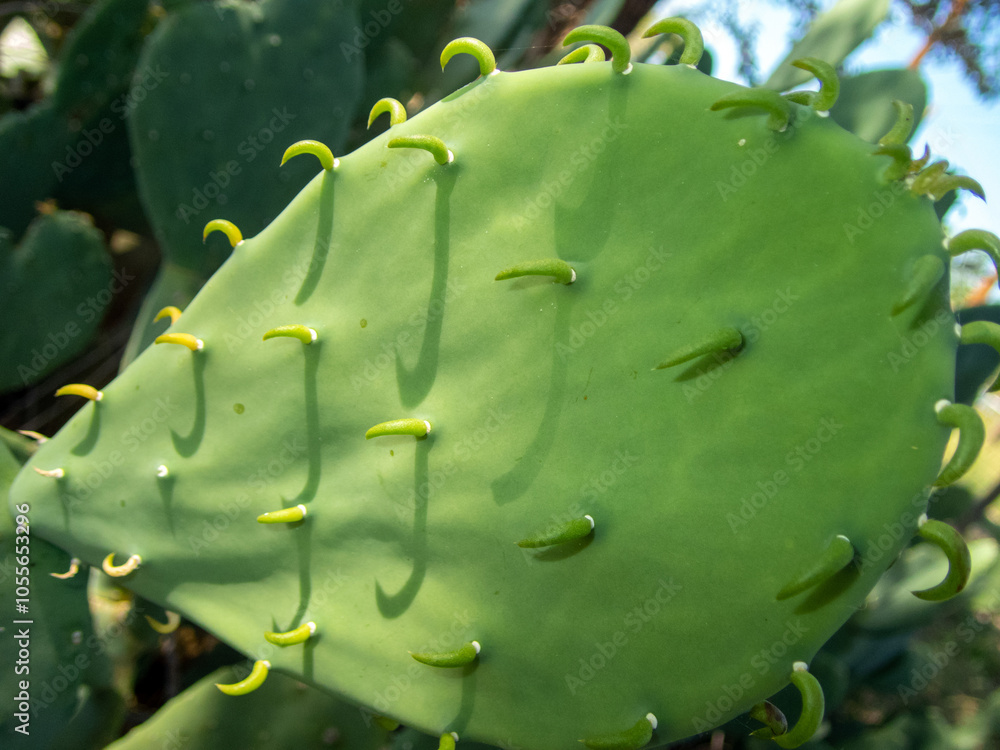 Spineless prickly pear pad macro Spineless prickly pear pad macro