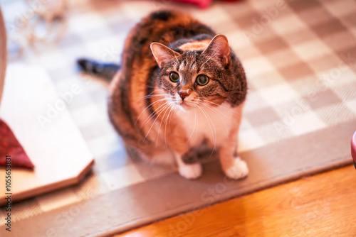 Neugierige Katze sitzt auf dem Teppich