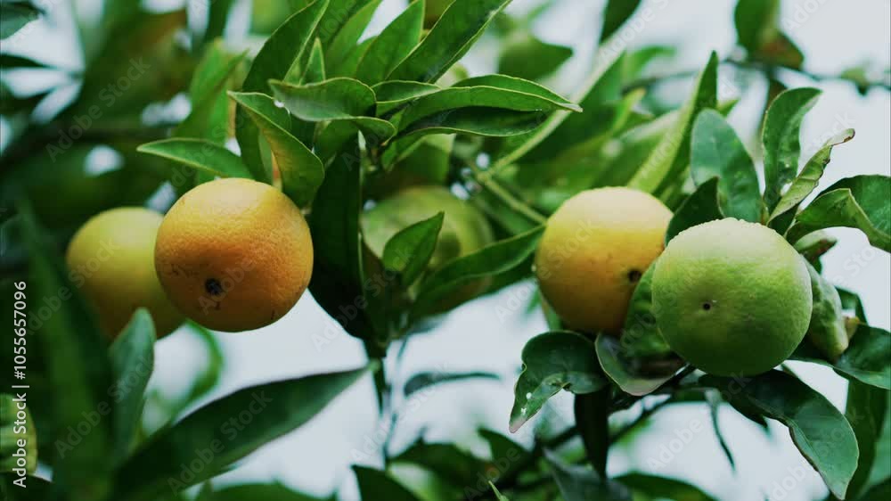 Close up of green oranges ripening on the tree Close up of green oranges ripening on the tree