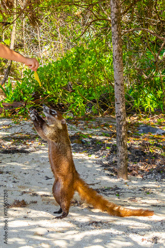 A man is feeding Coati coatis with food tropical jungle Mexico.