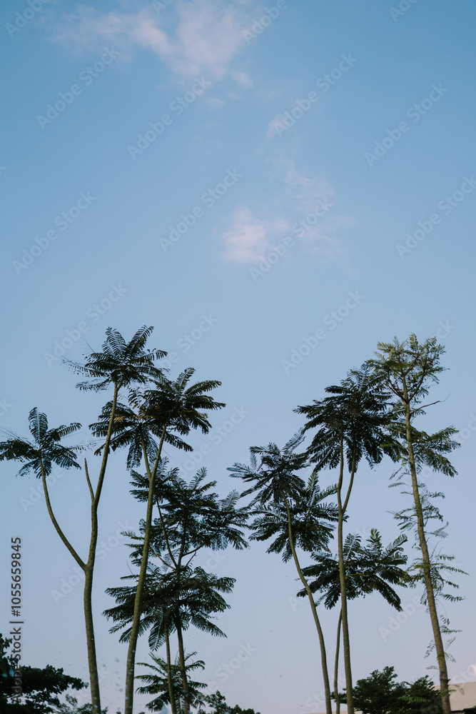 Tall coconut tree with lush green fronds set against a bright, clear sky Tall coconut tree with lush green fronds set against a bright, clear sky