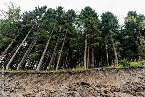 Majestic Pine Forest on Rocky Hillside
