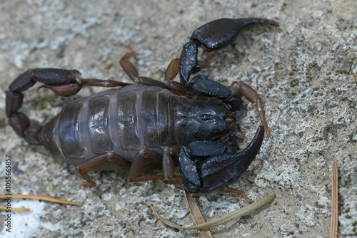 Closeup on a gravid female Pacific or Western Forest Scorpion, Uroctonus mordax , Oregon