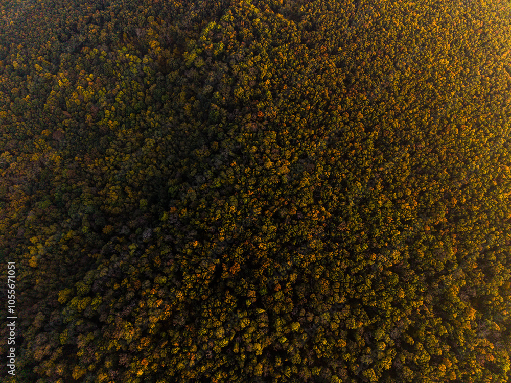 Aerial view of a forest during autumn time. Colorful foliage. Aerial view of a forest during autumn time. Colorful foliage.