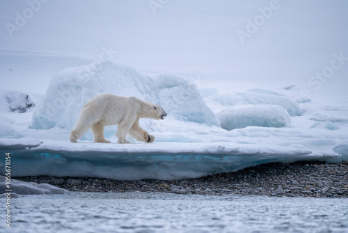 Polarbear