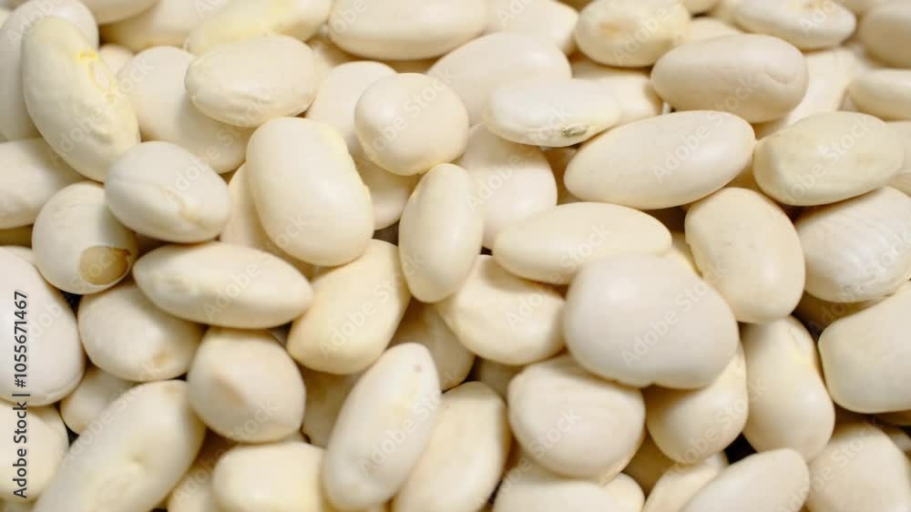 turkish beans osmancik beans in close up turkish beans osmancik beans in close up